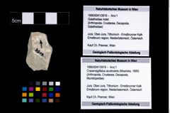 Foto (Objekt + Etikett) von Cracensigillatus acutirostris (Moericke, 1889)  (NHMW-GEO-1990-0041-3919)